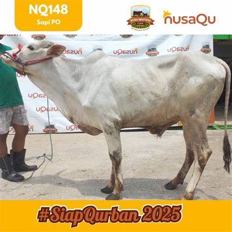 NACAK SAPI